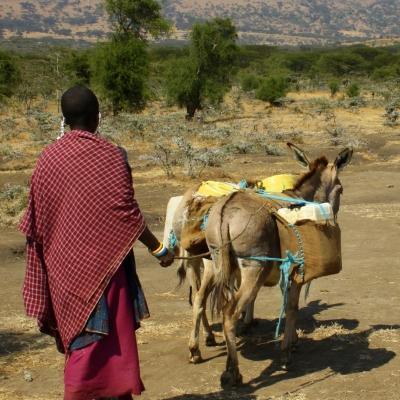 A Maasai herder cares for cattle at a village where volunteers participate in cultural immersion programmes in Tanzania.